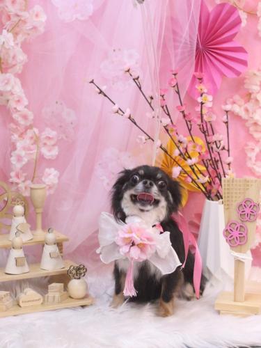 20250312らんまるちゃん